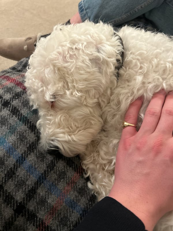 Person holds sleeping white curly dog in West Suffolk