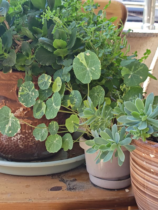 A plant-filled Pazardzhik balcony with a cat and weekend energy
