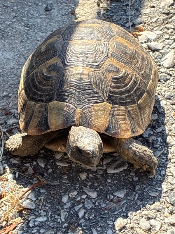 Tortoise on a path and hydrangeas blooming in Alanya