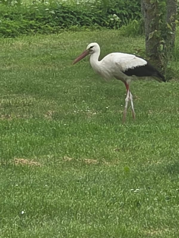 White stork foraging in a Lithuanian field on a cloudy morning