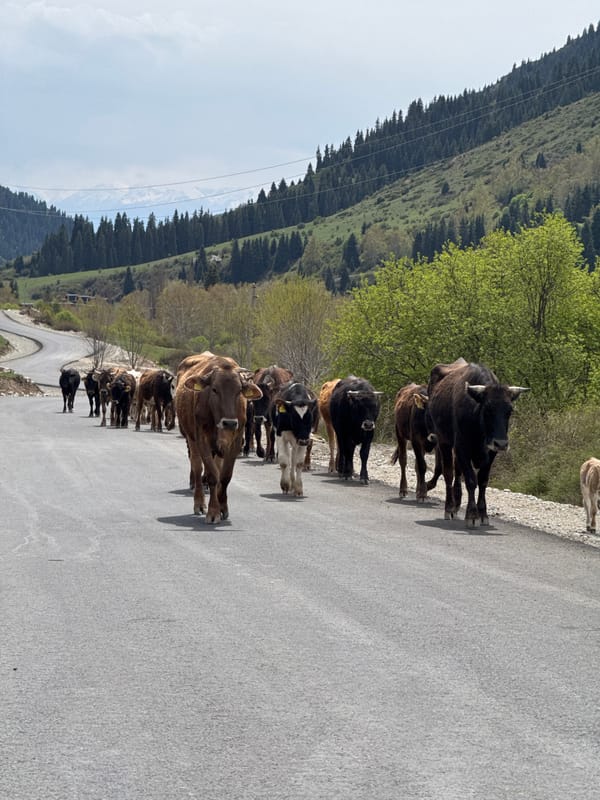 Herder guides livestock along mountain roads in rural Kyrgyzstan