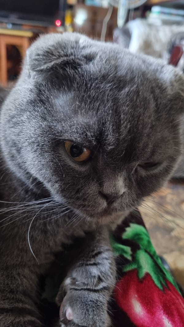 Gray Scottish Fold cat napping at home in Vysokoe, Russia
