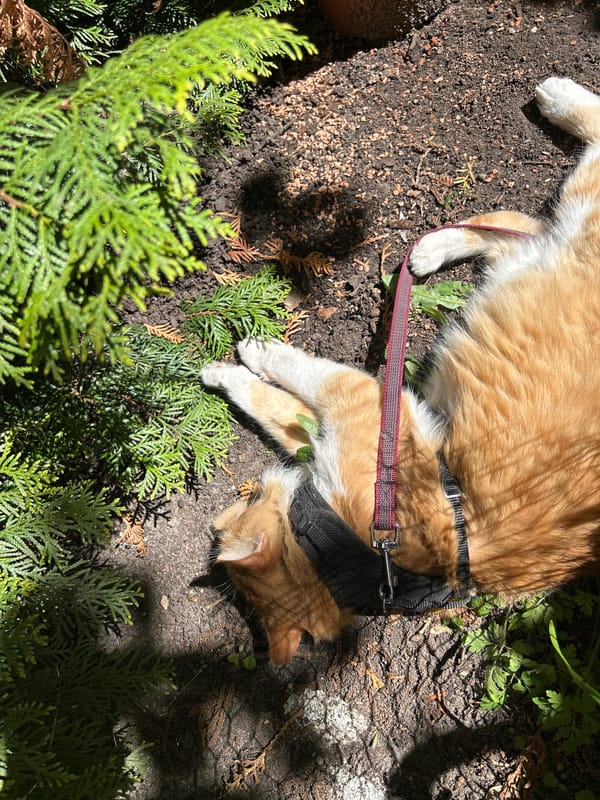 Cat spotted resting outdoors in natural setting