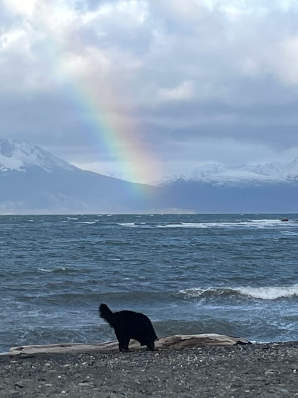 Dog spotted on Ushuaia beach with rainbow backdrop