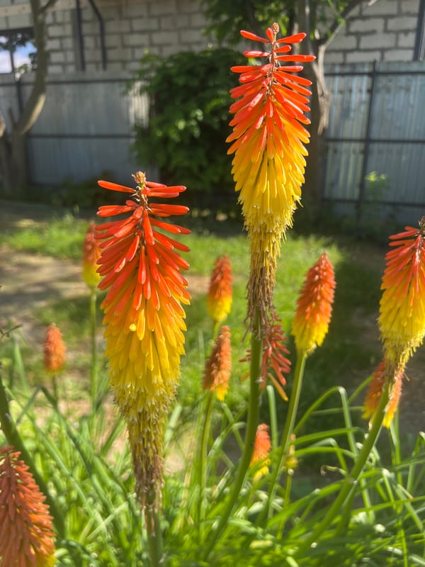 Garden flowers in bloom — Red Hot Pokers and white lilies