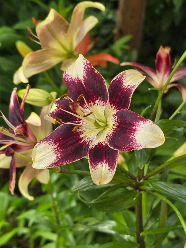 Summer garden in full bloom, Sofiivska Borshchahivka