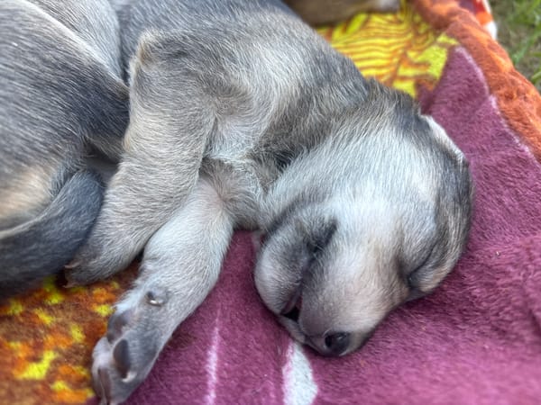 Puppies sleeping outdoors observed in Semyonov, Russia
