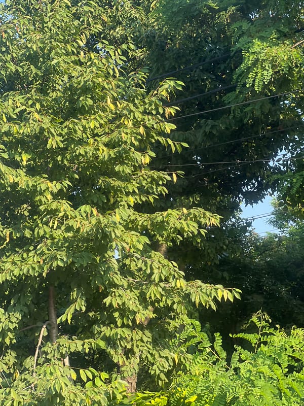 Summer garden and greenery survey in Bârnova, Romania