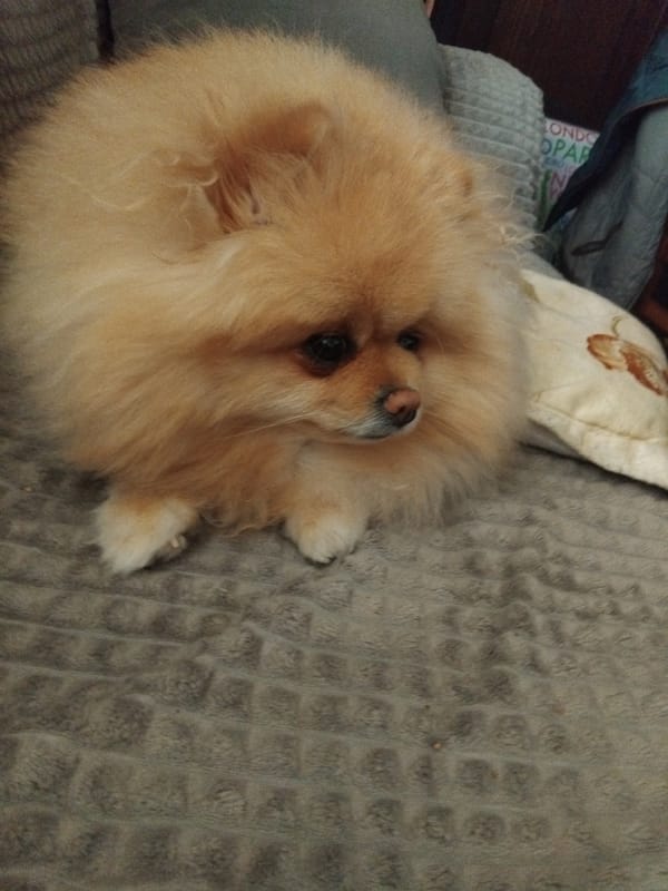 Pomeranian dog resting at home in Bulgarian town
