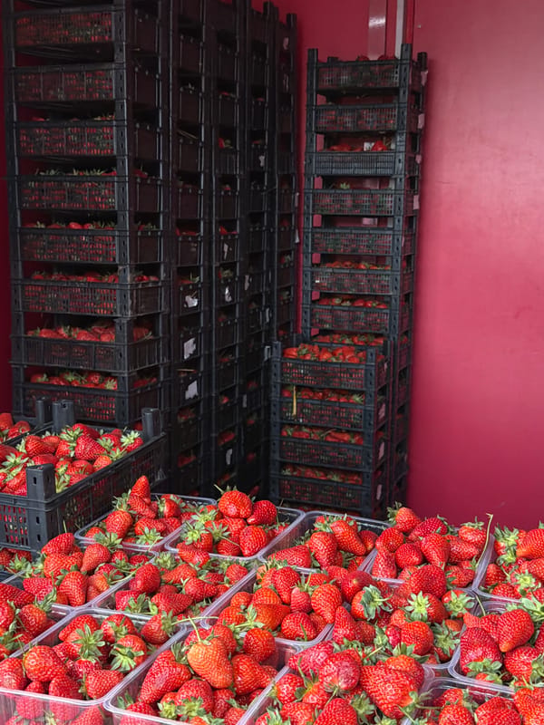 Fresh strawberries displayed in crates in Khimki, Russia