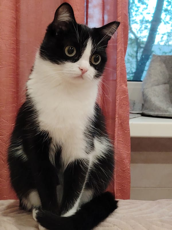 Cat's lazy afternoon documented in 30 sequential observations