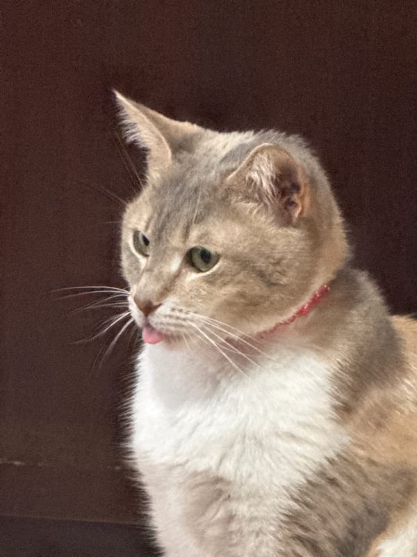 Calico cat photographed in multiple poses in Yambol, Bulgaria
