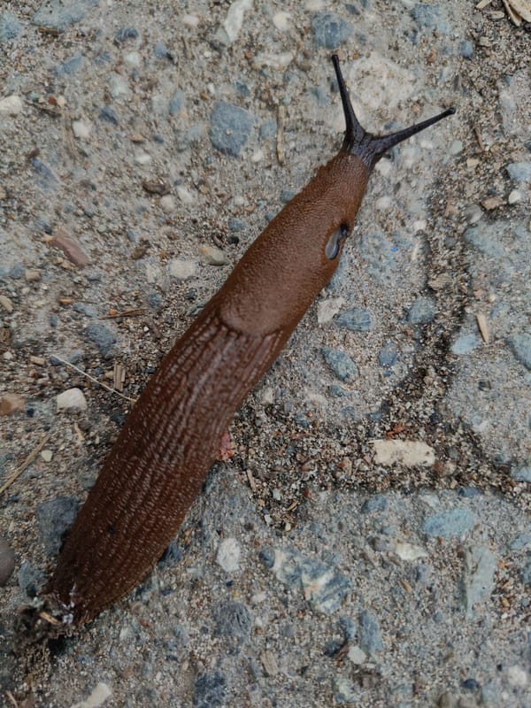 Large slug observed on granular surface
