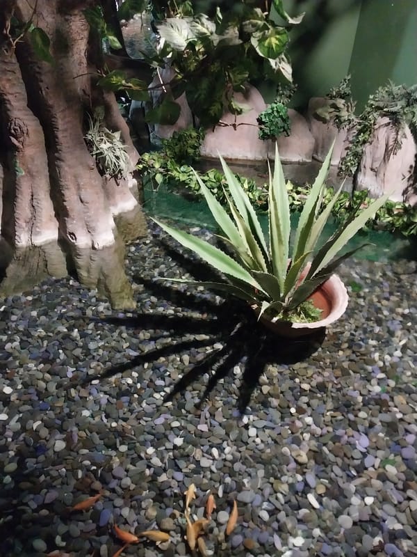 Visitor documents aquarium exhibits in Sochi, Russia