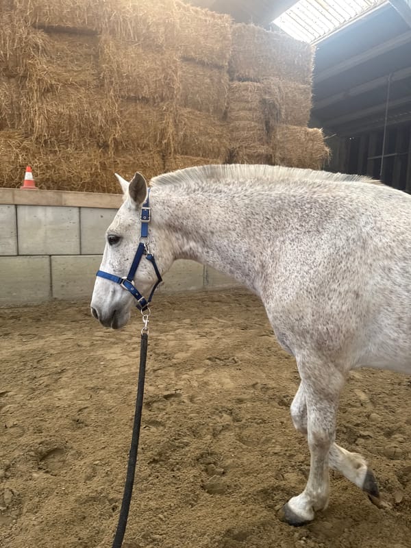 Gray horse led through indoor arena in Belgium