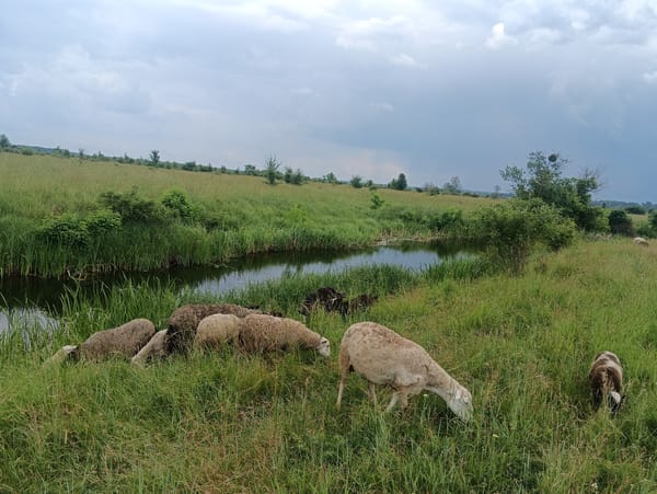 Sheep and goats graze peacefully in countryside meadows