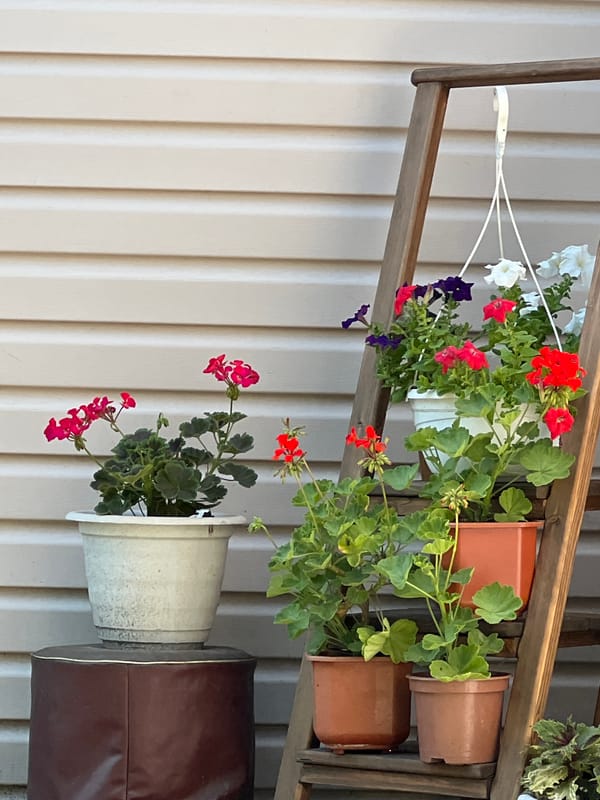 Summer morning in a lush Lopatino backyard garden