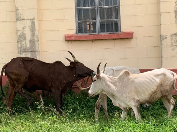 Farmyard life and leaf prep in Kuru Karama, Nigeria