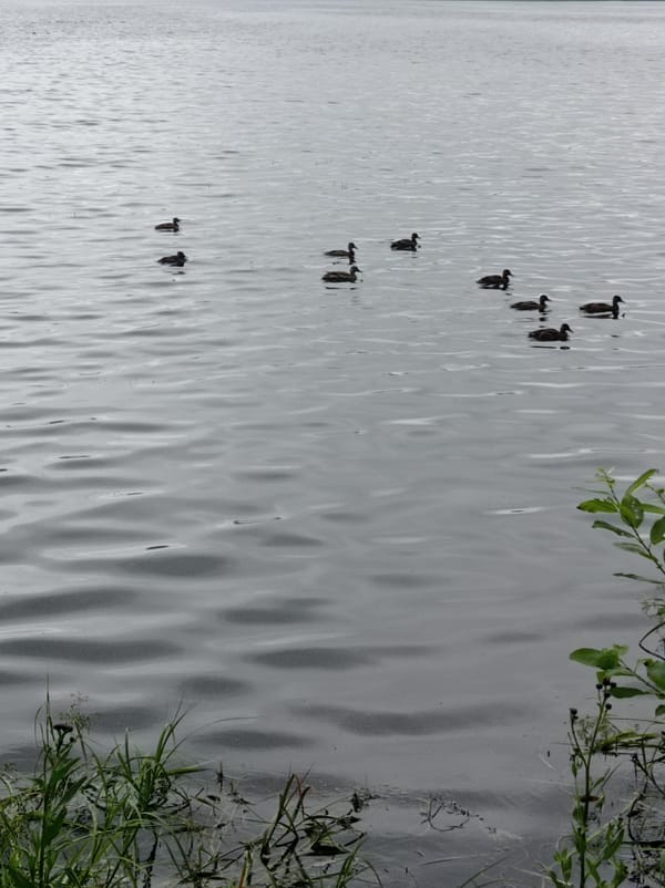 Morning stroll through Degtyarsk: wildlife, dogs, and forest details