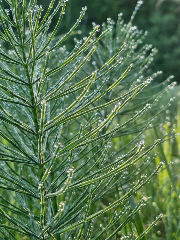 Dewy macro details across grass, flowers, and spiderwebs at dawn