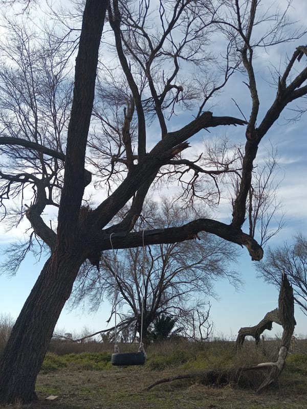 Dry rural landscape with bare trees, fields, and a wandering dog
