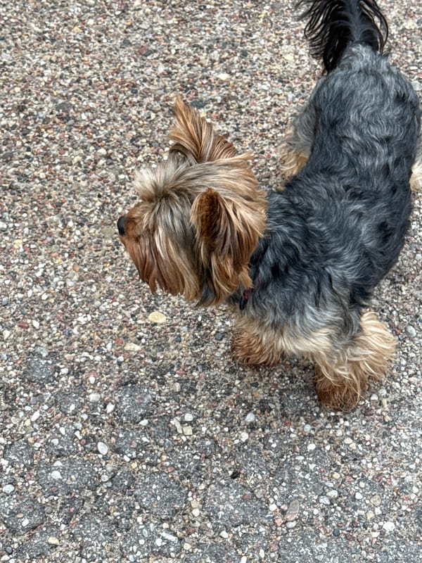 Yorkshire Terrier on a gravel lot in Rudamina