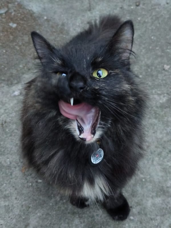 Afternoon snapshots capture cats, snails, and cloudy skies