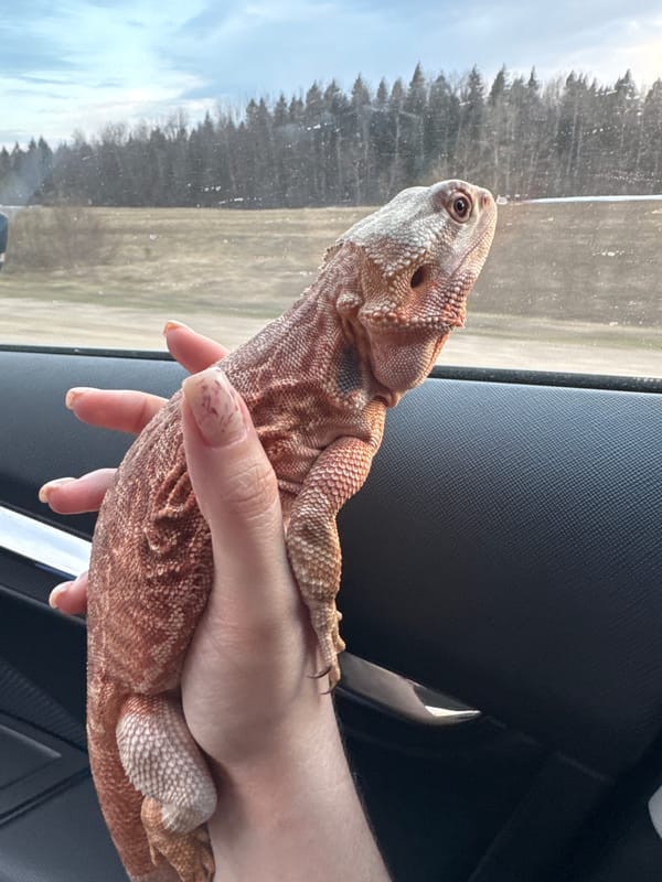 Bearded dragon spotted in car near Stroitel', Russia