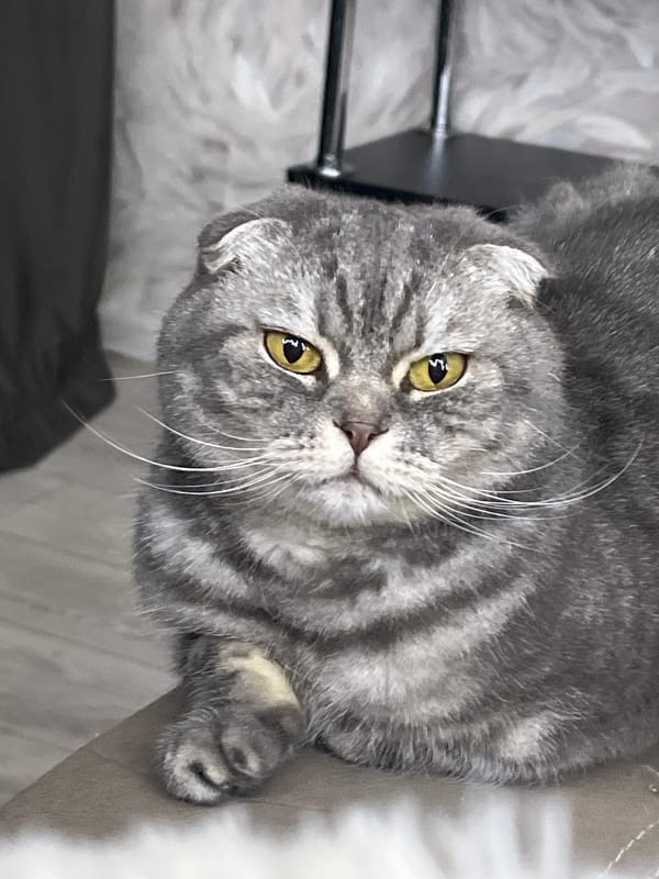 Domestic cats photographed relaxing indoors in Votkinsk homes