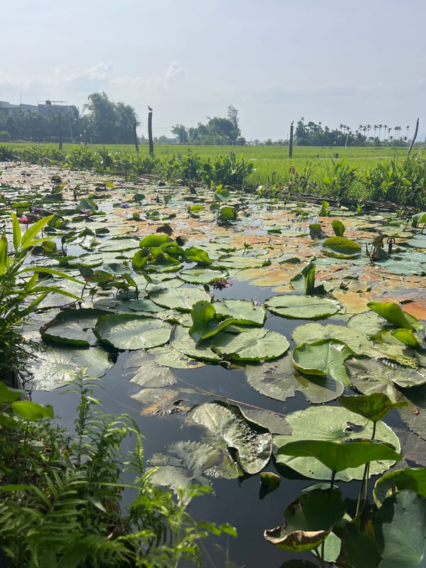 Lunch with lotus ponds and a piano in Hoi An's rice fields