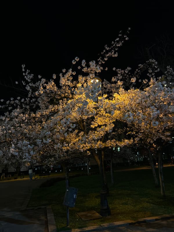 Illuminated cherry blossoms observed in Sofia park at night