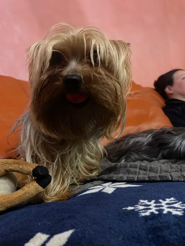 Small dog with hair clip rests on orange surface in Burgas