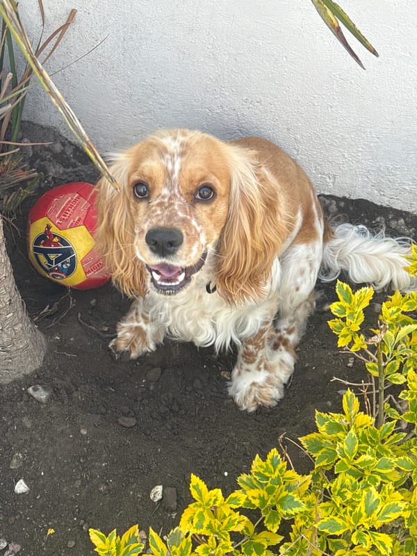 Cocker Spaniel relaxes in garden bed in Puebla