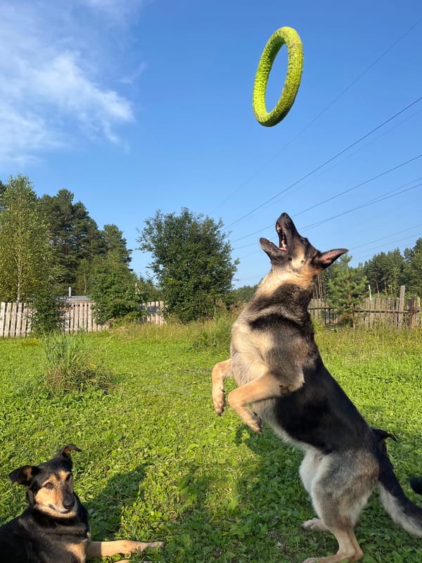 Dogs playing and hanging out at a Nizhny Tagil backyard