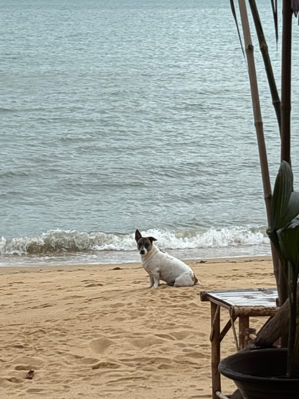 Morning beach life documented in Baan Bo Phut, Thailand
