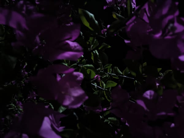 Nighttime scenes documented in Merbopuntong: bougainvillea blooms, quiet street