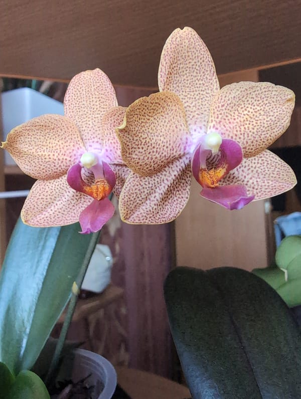 Orchids, houseplants, and a gray cat at home in Kryvyi Rih