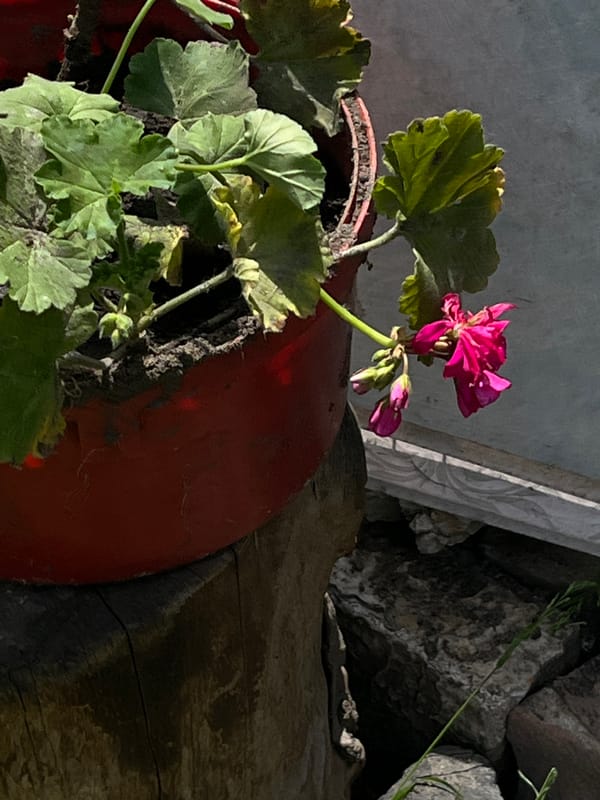Lviv backyard garden and Volkswagen interior, summer morning