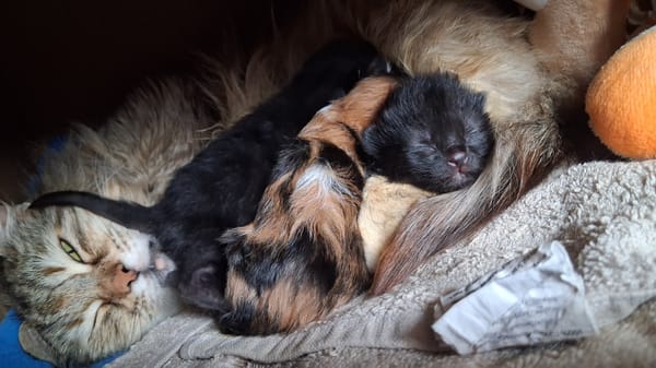 Tabby cat births three kittens in Gotse Delchev