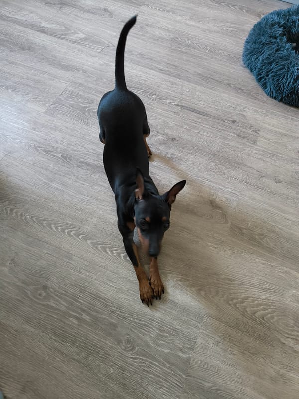 Miniature Pinscher stretches on floor in Saint Petersburg