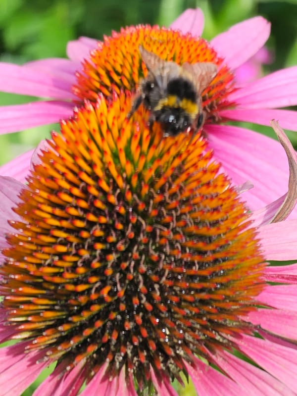 Bumblebee on a pink coneflower in Khimki