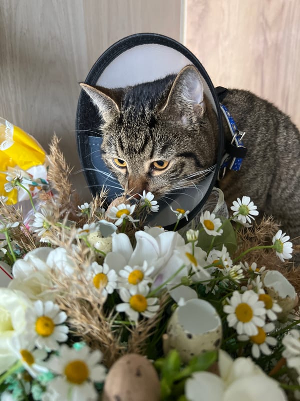 Cat in cone rests beside Easter decorations in Simferopol