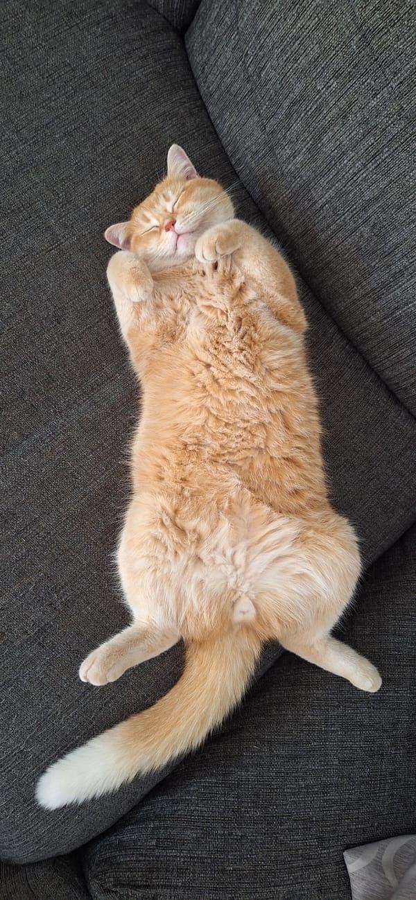 Cats lounging and staring — ginger and gray, indoors
