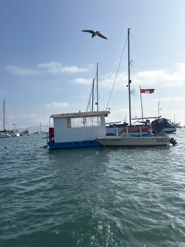 Marina life captured at La Punta harbor, Peru