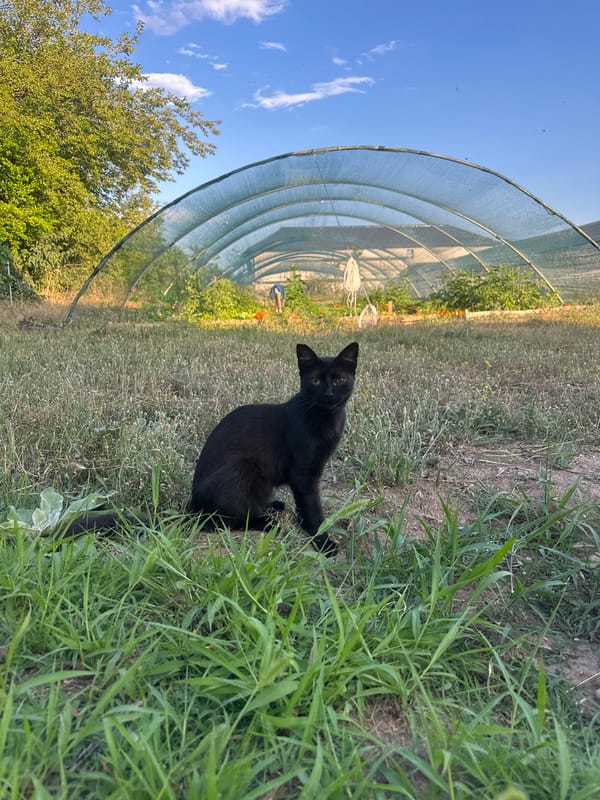Cat and crops: a greenhouse scene in rural Montenegro