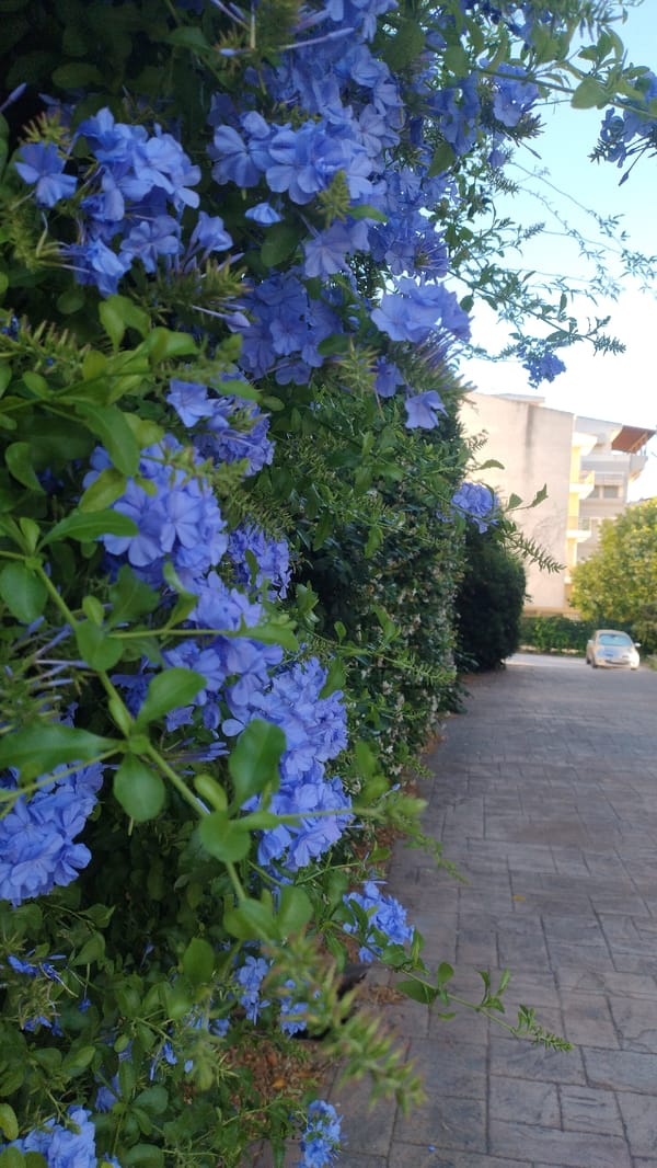 Morning botanical walk through Greek coastal town and beach
