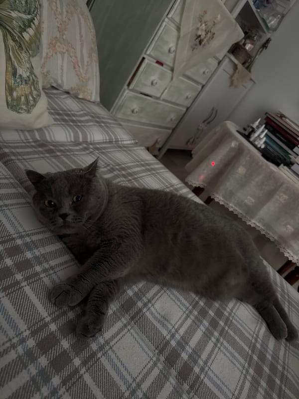 Grey cat enjoys morning pets on Sofia bed