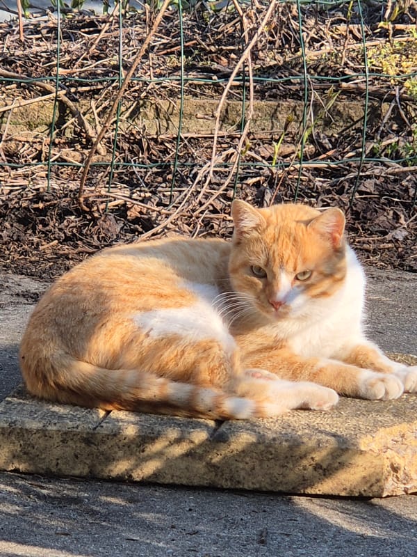 Casual pet and garden scenes documented in Pavlikeni, Bulgaria