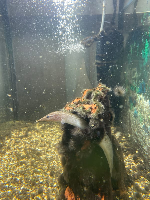 Dog catches bubbles while fish swim and play unfolds nearby