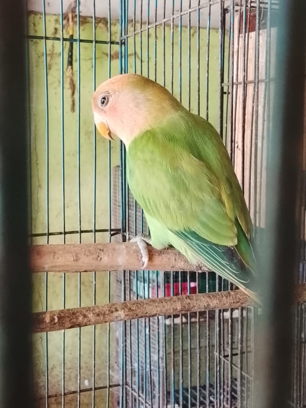 Caged birds and squirrels at a Kuta Trieng animal collection
